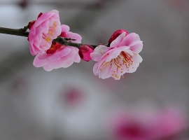 乙巳年梅花吟
