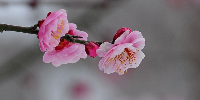 乙巳年梅花吟