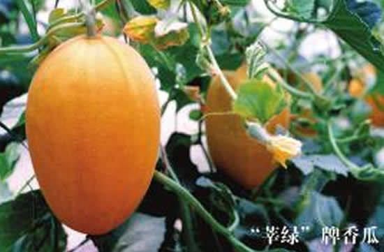 莘县特产：莘绿香瓜2.jpg