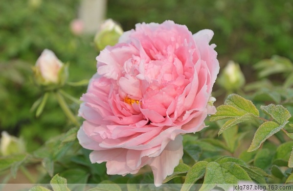 菏泽牡丹-1.jpg