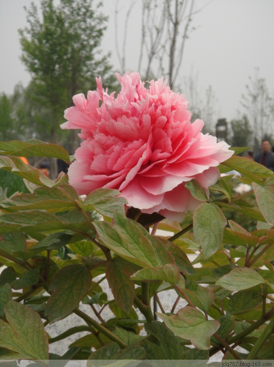 菏泽牡丹-2.jpg