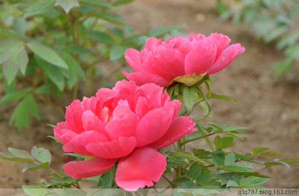 菏泽牡丹-4.jpg