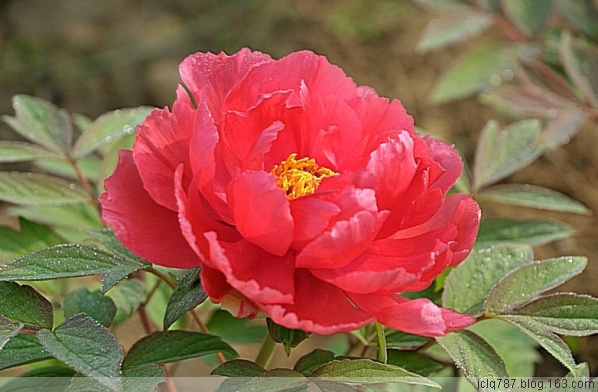 菏泽牡丹-5.jpg