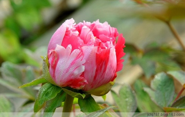菏泽牡丹-6.jpg