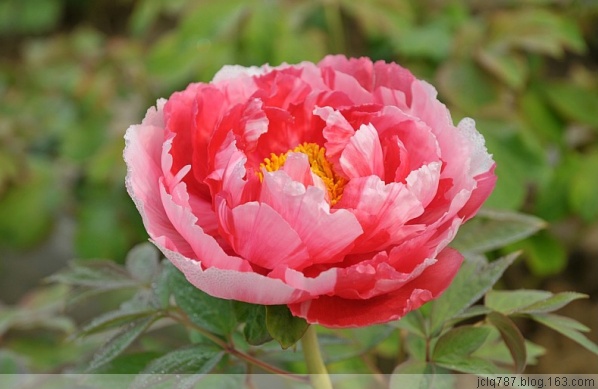 菏泽牡丹-10.jpg