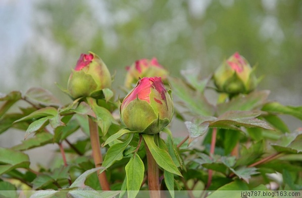 菏泽牡丹-9.jpg
