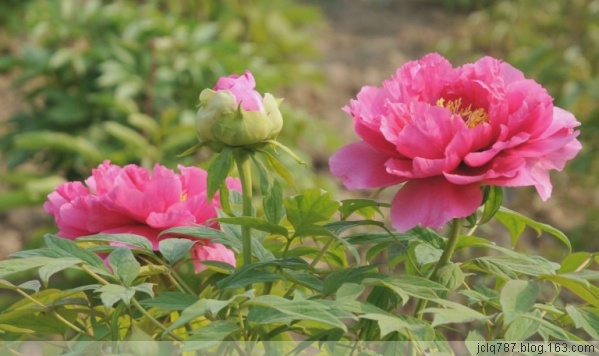 菏泽牡丹-12.jpg