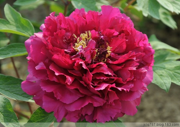 菏泽牡丹-17.jpg