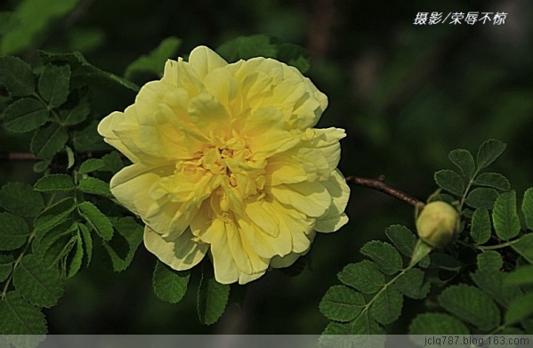 菏泽牡丹-18.jpg