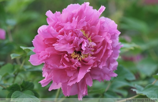 菏泽牡丹-21.jpg