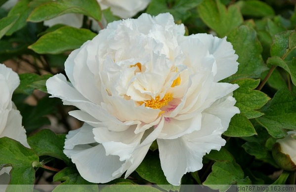 菏泽牡丹-22.jpg