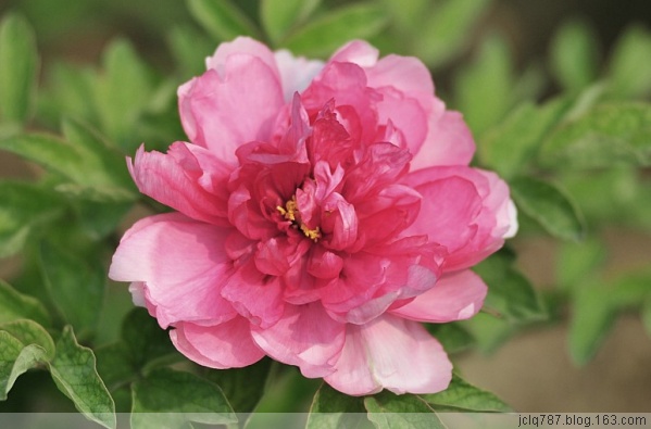 菏泽牡丹-23.jpg