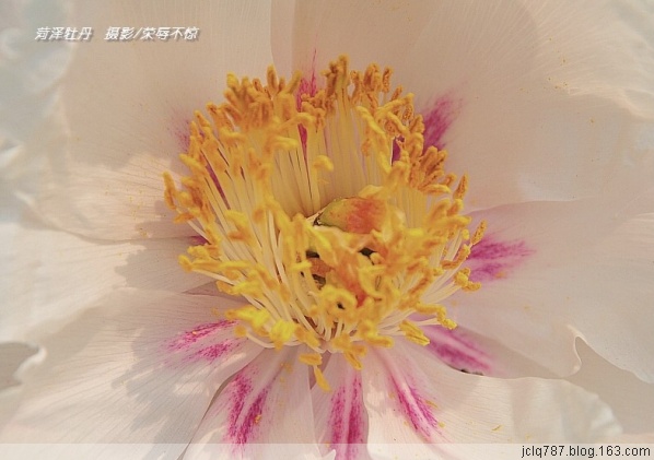 菏泽牡丹-24.jpg