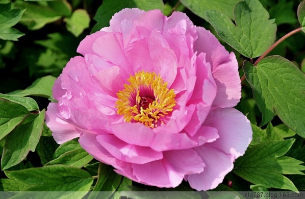 菏泽牡丹-27.jpg