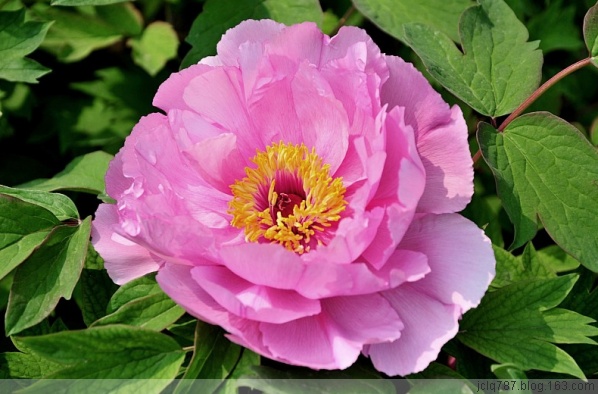 菏泽牡丹-29.jpg