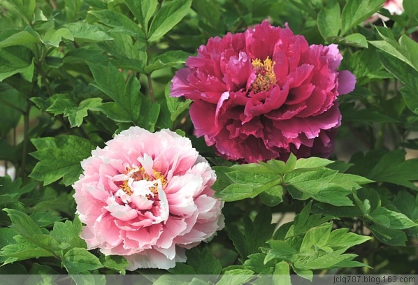 菏泽牡丹-30.jpg