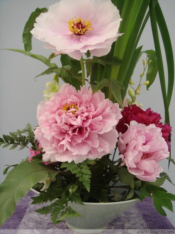菏泽牡丹-34.jpg