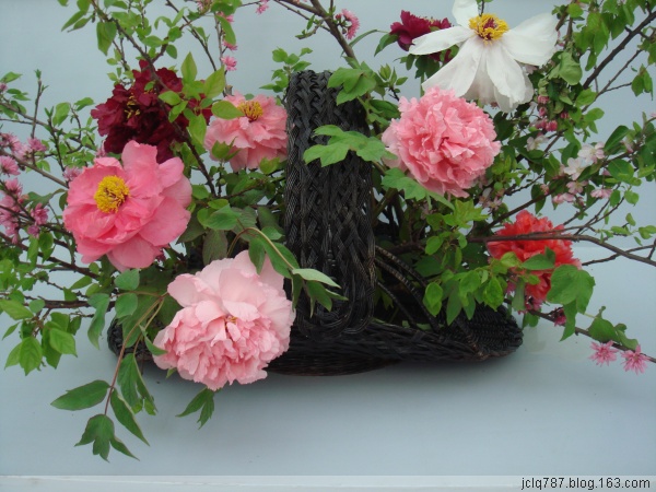 菏泽牡丹-39.jpg