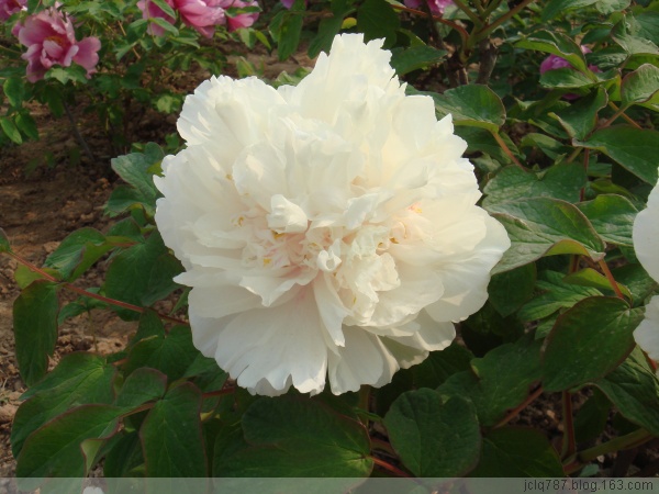 菏泽牡丹-40.jpg
