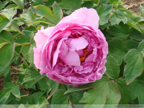 菏泽牡丹-42.jpg