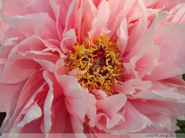 菏泽牡丹-44.jpg