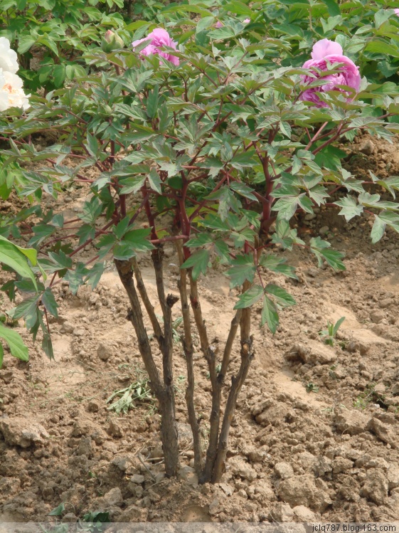 菏泽牡丹-45.jpg