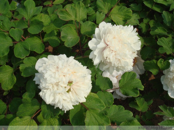 菏泽牡丹-46.jpg