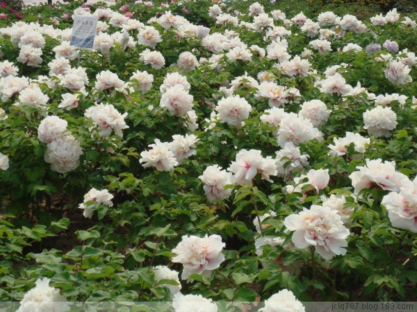 菏泽牡丹-47.jpg