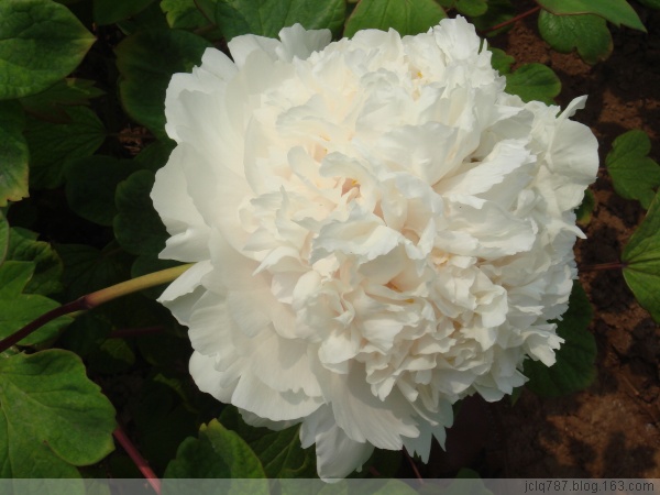 菏泽牡丹-49.jpg