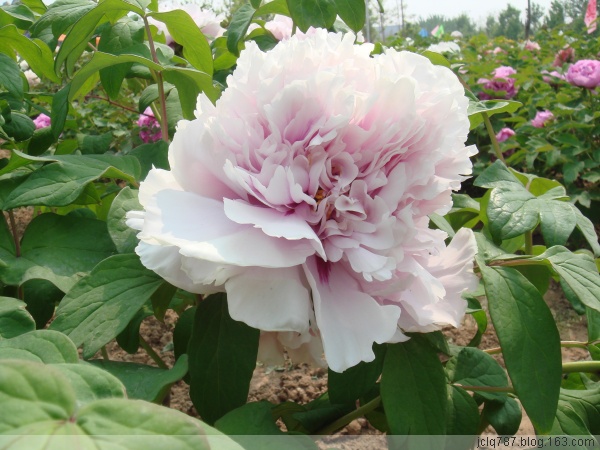 菏泽牡丹-48.jpg