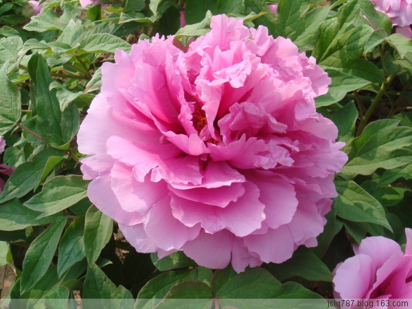 菏泽牡丹-50.jpg