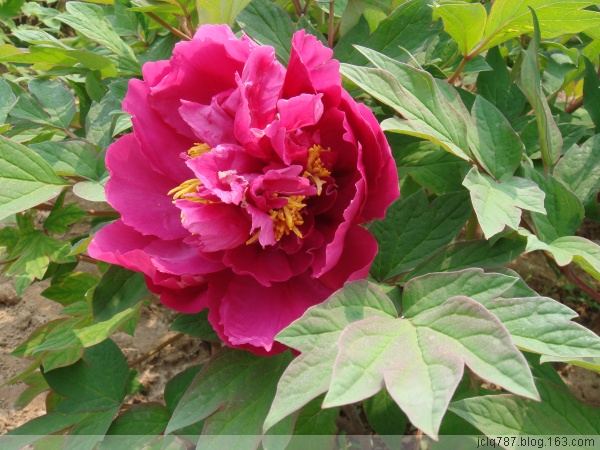 菏泽牡丹-51.jpg