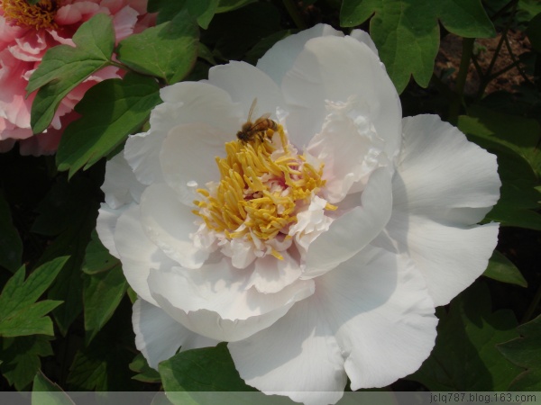 菏泽牡丹-52.jpg