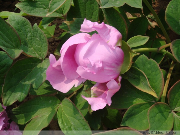 菏泽牡丹-53.jpg