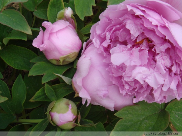 菏泽牡丹-55.jpg