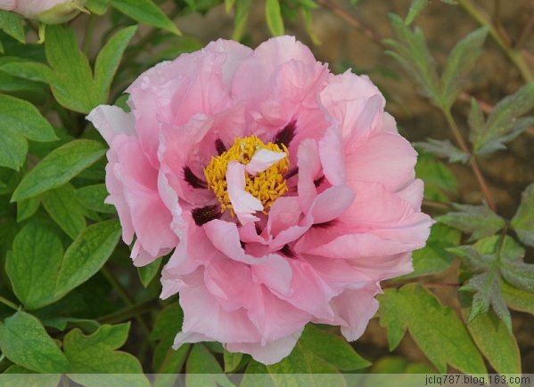 菏泽牡丹-57.jpg