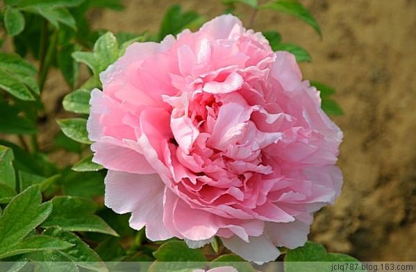 菏泽牡丹-59.jpg