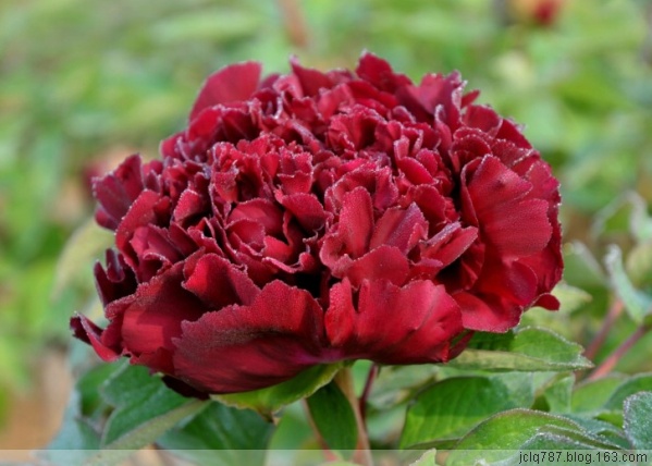 菏泽牡丹-58.jpg