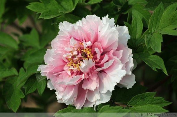 菏泽牡丹-63.jpg
