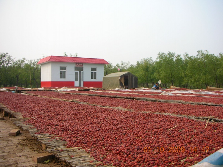 乐陵小枣-7.jpg