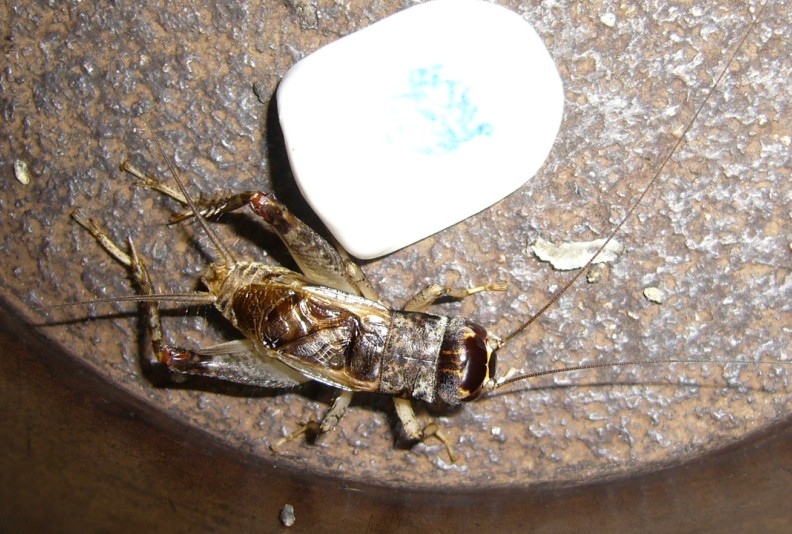 宁津蟋蟀-29.jpg