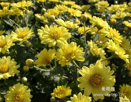 德州菊花中国之冠-9.jpg