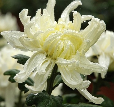德州菊花中国之冠-15.jpg