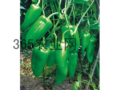 禹城辣椒，香誉中外-8.jpg