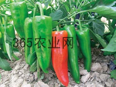 禹城辣椒，香誉中外-9.jpg