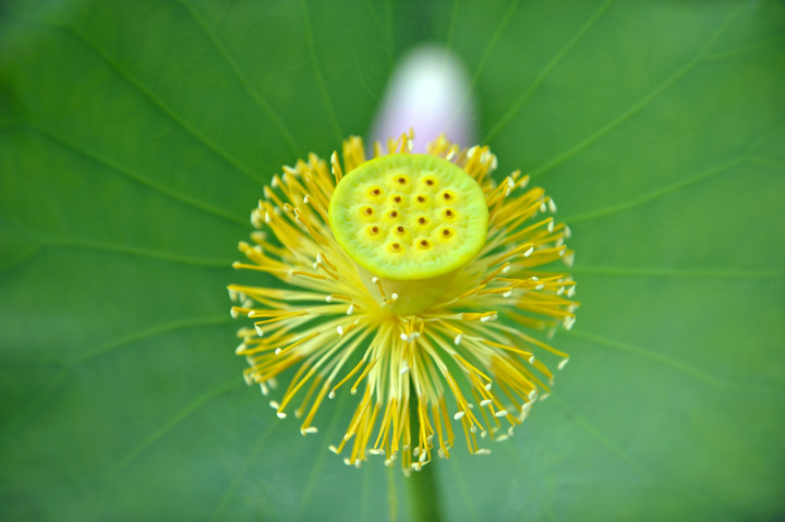 鲜莲蓬-2.jpg