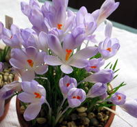 藏红花4.jpg