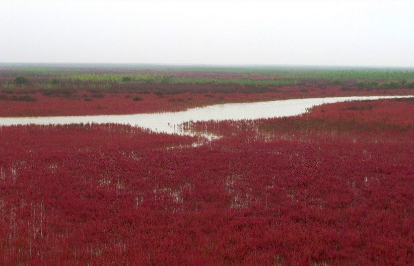 黄河三角洲-8.jpg