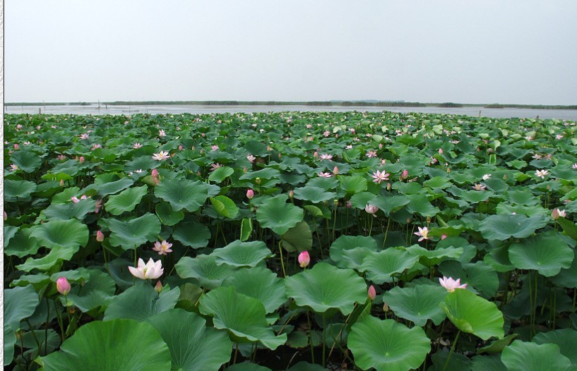 东平湖游记-1.jpg
