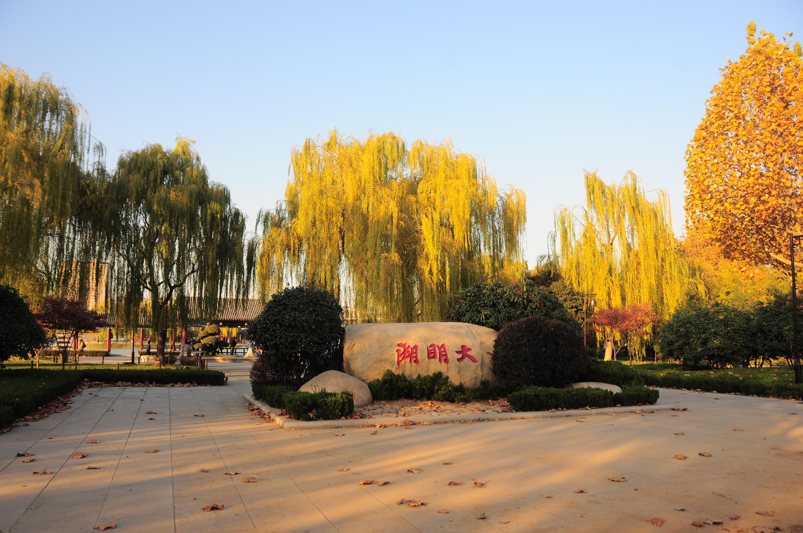 2012年11月19日，山东省济南市“泉城明珠大明湖”秋色美景让人醉。 (2).JPG